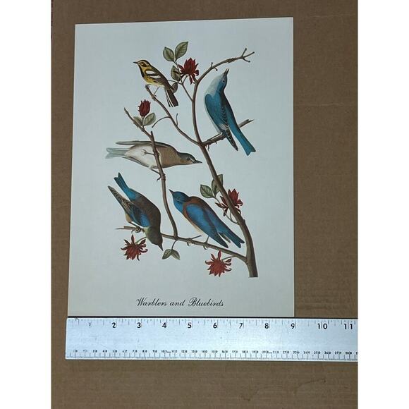 2 Vintage Beautiful Bird Prints Art. Cardinal, Warblers, blue birds. Wall Decor - Picture 8 of 9